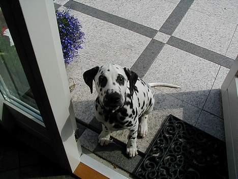 Dalmatiner Dalton - Seeee! - Juli 2004 billede 4