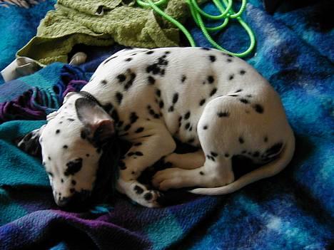 Dalmatiner Dalton - Jeg sover.. - Juni 2004 billede 5
