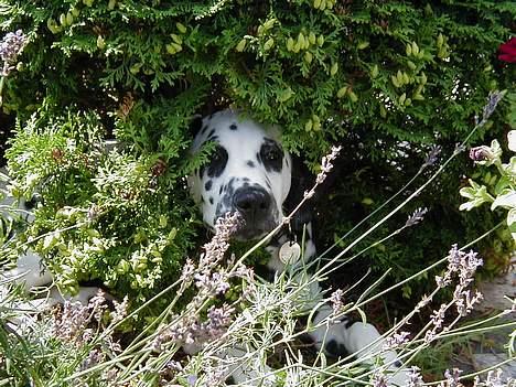 Dalmatiner Dalton - Jeg er væk! - August 2004 billede 6