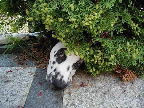 Dalmatiner Dalton - Jeg fandt dig! - August 2004 billede 7
