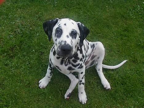 Dalmatiner Dalton - Se hvor sød jeg er! - September 2004 billede 8