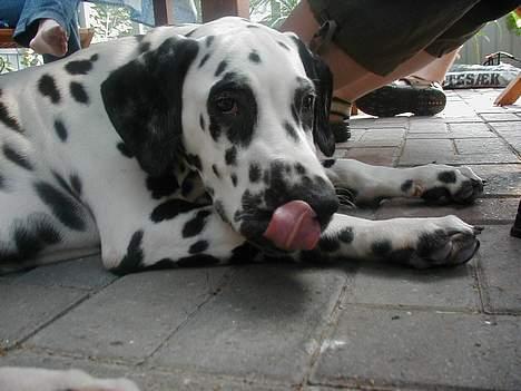 Dalmatiner Dalton - Slurp! - September 2004 billede 9