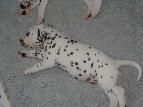 Dalmatiner Dalton - Dengang var jeg ikke så stor ... - Maj 2004 billede 10