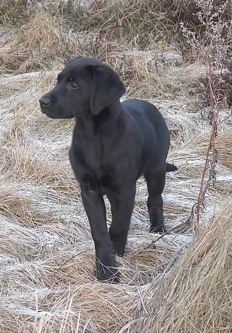 Blanding af racer Sally - Ì vinters. billede 2