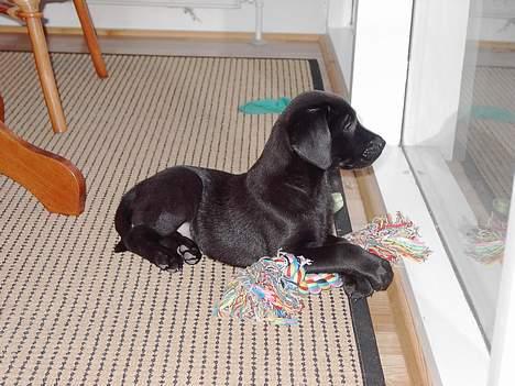 Blanding af racer Sally - huh? Hvad er det der sker derude? billede 3