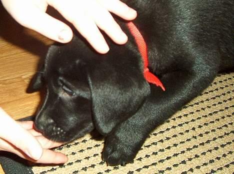 Blanding af racer Sally - Velkommen til dit nye hjem Sally billede 4