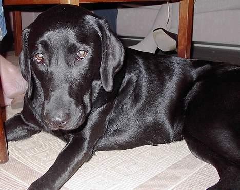 Blanding af racer Sally - Bøøh . billede 5