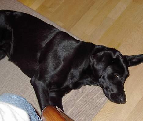 Blanding af racer Sally - slapper af billede 6