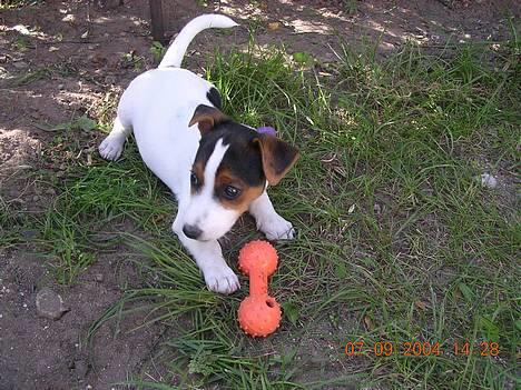 Jack russell terrier Nemo billede 1