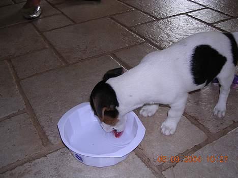 Jack russell terrier Nemo billede 2