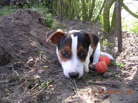 Jack russell terrier Nemo billede 3