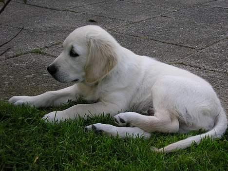 Golden retriever Aiko  - helt lille :) nåår sødt billede 2