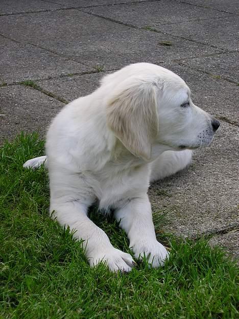 Golden retriever Aiko  billede 3