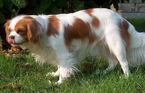 Cavalier king charles spaniel Abby - yum :P ude i haven. billede 3