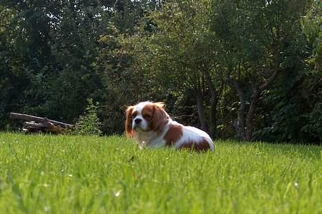 Cavalier king charles spaniel Abby - I haven igen :D billede 4