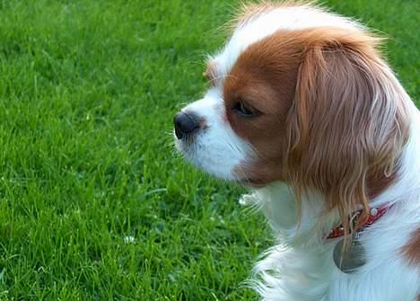 Cavalier king charles spaniel Abby - dejlig rolig på dette billede :D billede 5