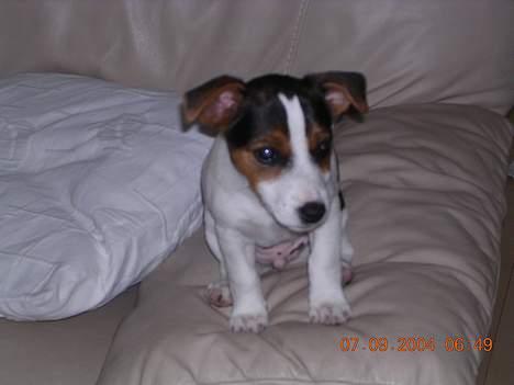 Jack russell terrier Nemo billede 4