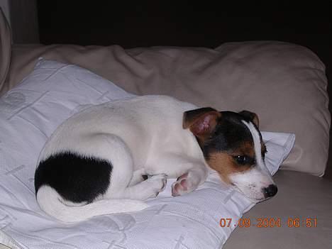 Jack russell terrier Nemo - zZzZzZz billede 5