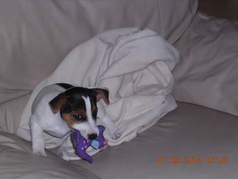 Jack russell terrier Nemo - hER ER nEMO MED SIT PIVE-DYR billede 6
