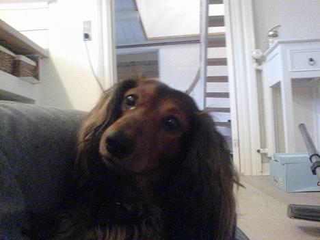 Gravhund Lucky billede 1