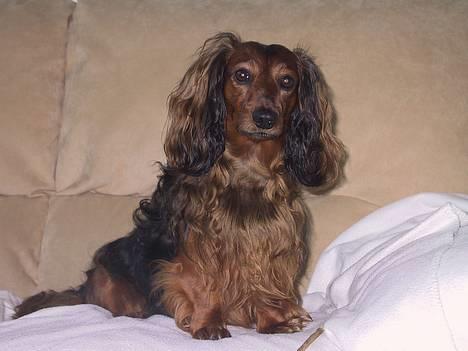 Gravhund Lucky billede 2