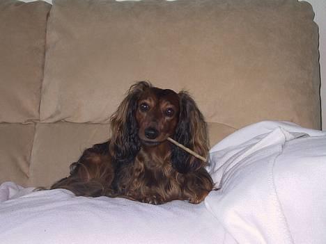 Gravhund Lucky billede 3