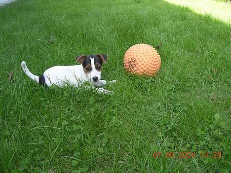Jack russell terrier Nemo billede 7