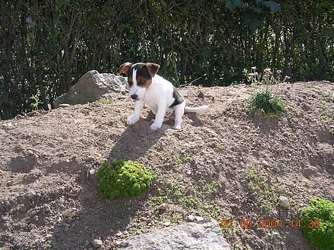 Jack russell terrier Nemo billede 8