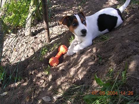 Jack russell terrier Nemo billede 9