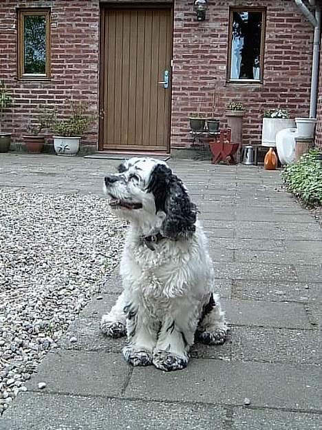 Amerikansk cocker spaniel rubber *død* - hihi det er min dør der er bagved mig billede 8