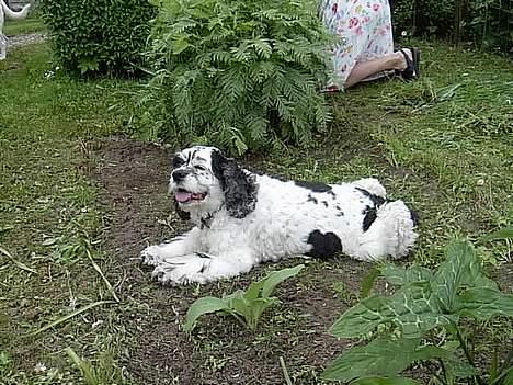 Amerikansk cocker spaniel rubber *død* - her ligger jeg godt.. lige midt i den lille køkkenhave billede 9