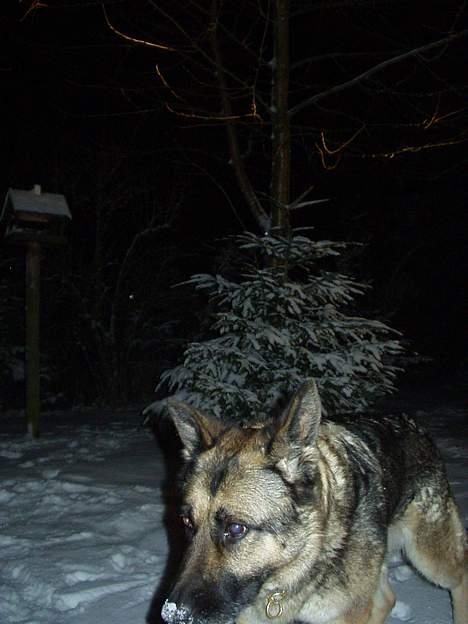 Schæferhund Kaja billede 6