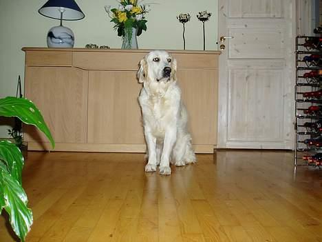 Golden retriever Malou billede 2