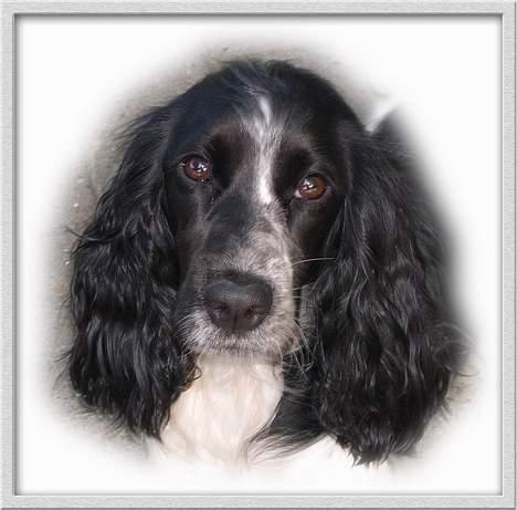 Cocker spaniel Ziki - Stjerne hunden billede 1