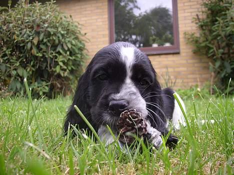 Cocker spaniel Ziki - 8 uger gammel, og er lige kommet hjem billede 2