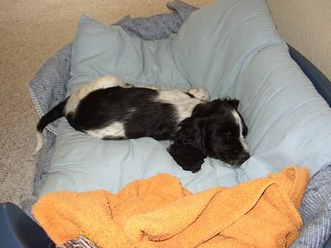 Cocker spaniel Ziki - Tid til en lur. billede 4