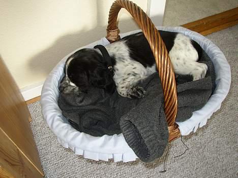 Cocker spaniel Ziki - Tid til endnu en lur. billede 6