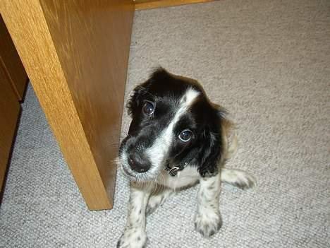 Cocker spaniel Ziki - Ziki hvem er det???? billede 5