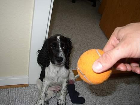 Cocker spaniel Ziki - Sikke en fin bold. billede 7