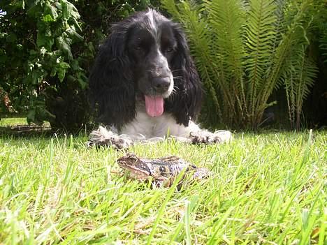 Cocker spaniel Ziki - Et lille dyr der hopper, det skal undersøges. billede 8