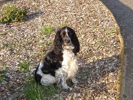 Cocker spaniel Ziki - Se hvor voksen... billede 9