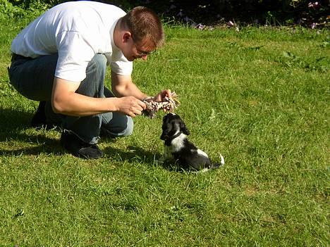 Cocker spaniel Ziki - Så skal der trænes. billede 10