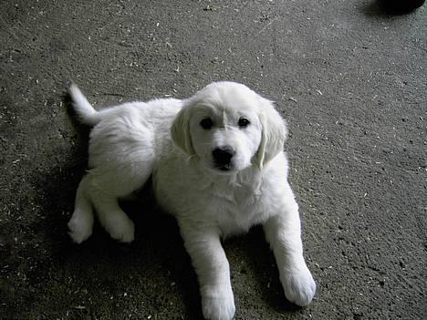 Golden retriever Walter billede 1