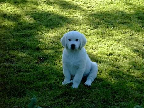 Golden retriever Walter - Walter hjemme i sin nye have billede 2