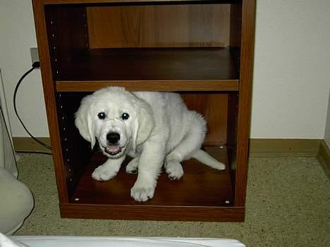 Golden retriever Walter billede 3