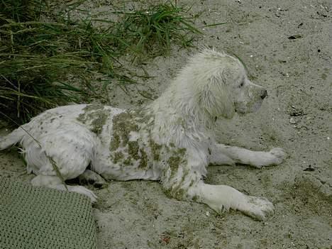 Golden retriever Walter - En tur ved stranden billede 4