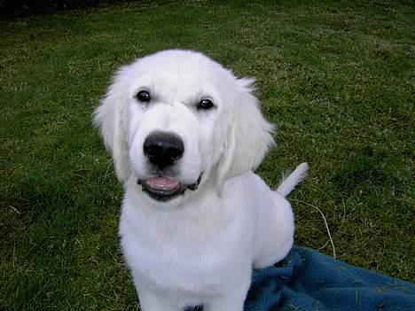 Golden retriever Walter billede 5