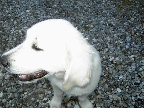 Golden retriever Walter billede 6