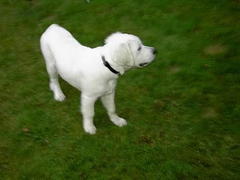 Golden retriever Walter billede 7