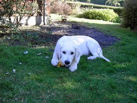 Golden retriever Walter billede 8